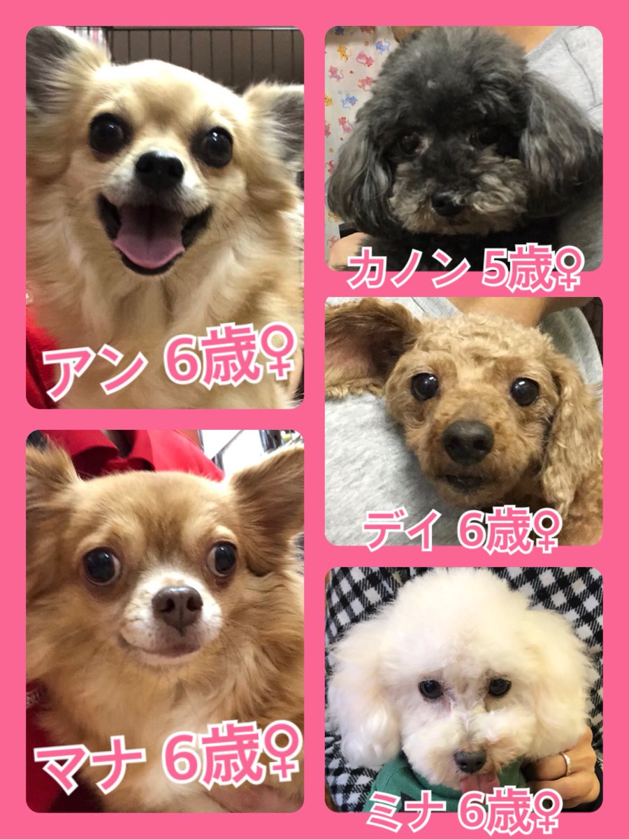 🐾今日の里親様募集中ワンコ🐶メンバーです🐾2020,1,22